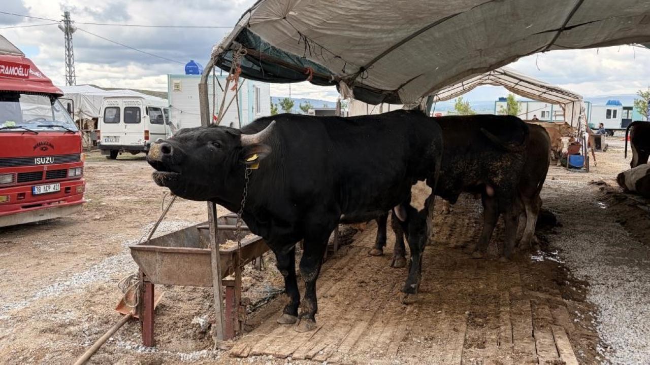 KAYSERİ'DE 53 BİN 284 ADET KURBAN KESİLDİ