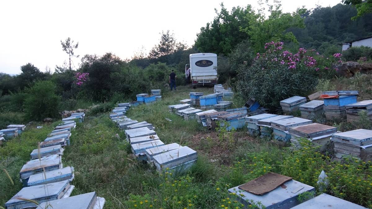 ARICILARIN YAYLA YOLCULUĞU BAŞLADI