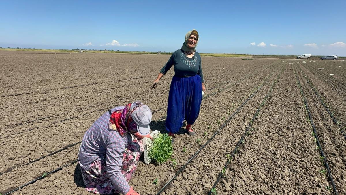 BELİNDEKİ 8 PLATİNLE TARLADA EKMEĞİNİ KAZANIYOR