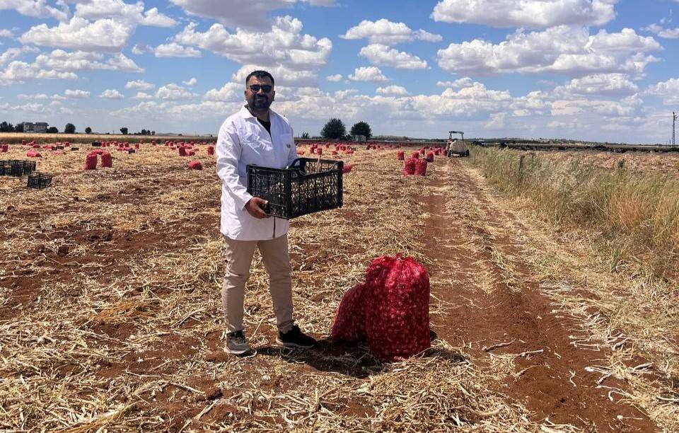 SARIMSAK HASADI DEVAM EDİYOR
